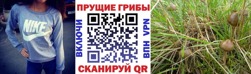 Псилоцибиновые грибы прущие грибы купить закладку мега ТОР Урень